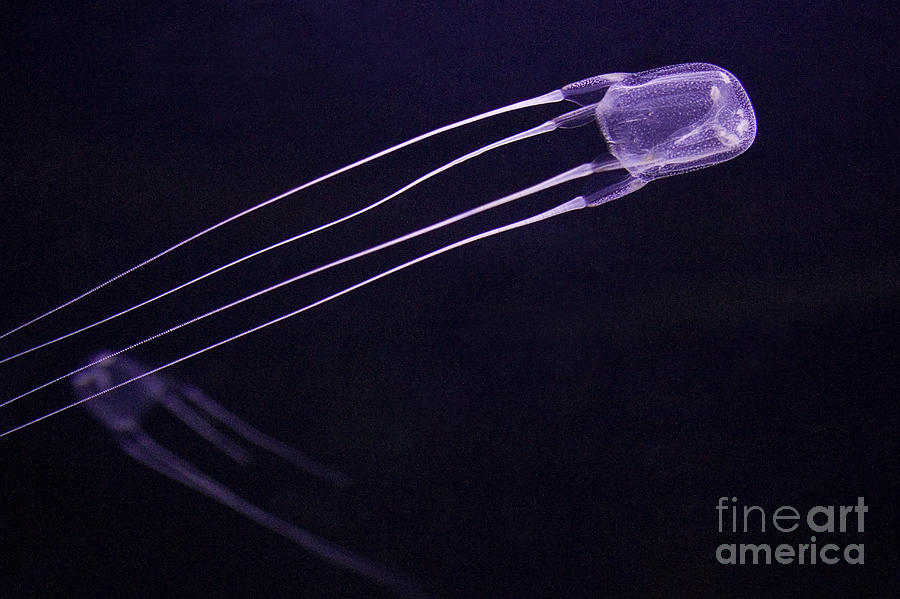 Box Jellyfish Photograph by Jean-Louis Klein and Marie-Luce Hubert