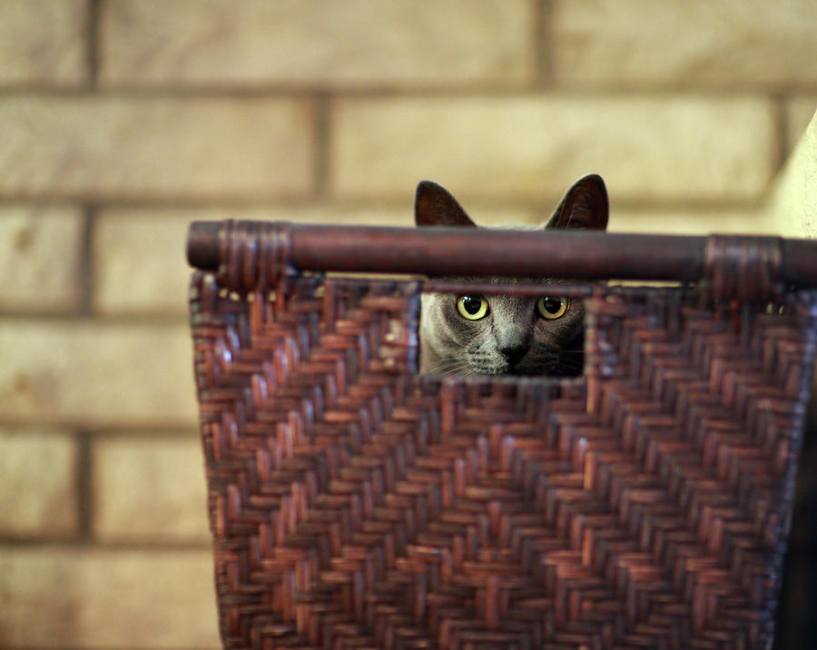 Box Kitty Photograph by Mike Reid