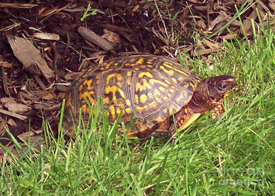 Box turtle  Photograph by CAC Graphics