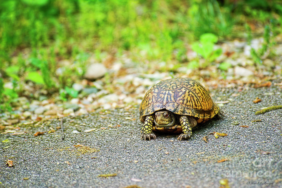Box Turtle Photograph by David Arment