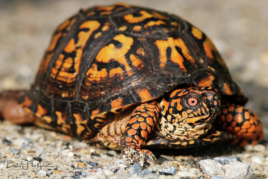 Box Turtle Photograph by Dustin Huckfeldt - Fine Art America