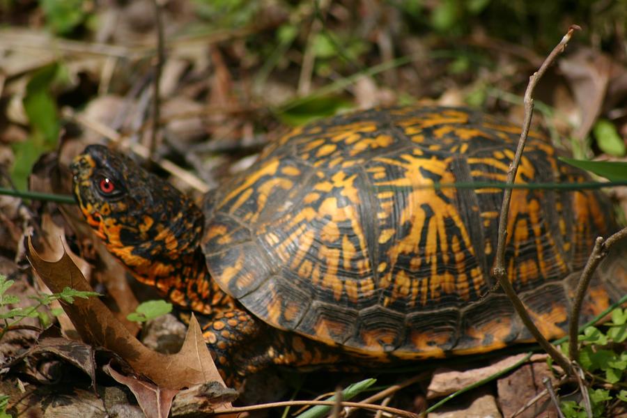 Box Turtle IIII Photograph by Shawna Dockery - Fine Art America