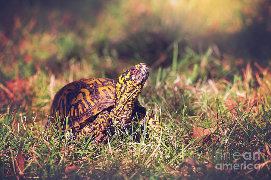 Box Turtle in Autumn Photograph by Sharon McConnell