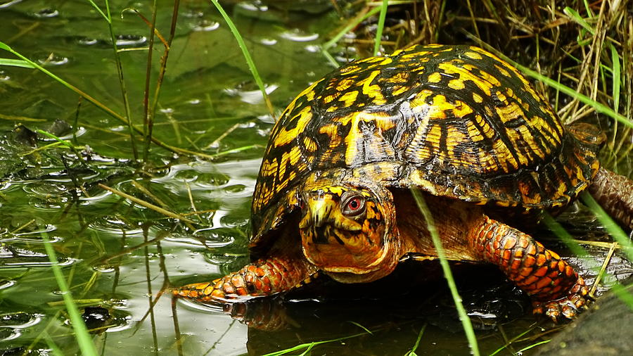 Box Turtle in Vernal Pool Photograph by Steven Shaffer - Fine Art America