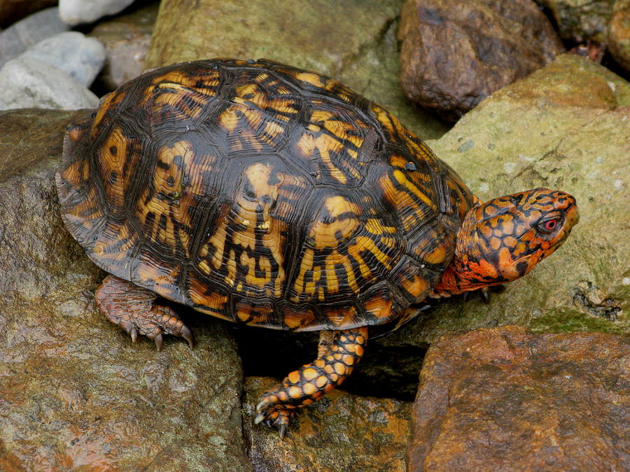 Box Turtle Photograph by Laura Corebello - Fine Art America