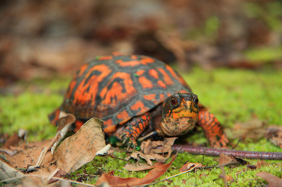 Box Turtle Photograph by Leo Miranda - Pixels