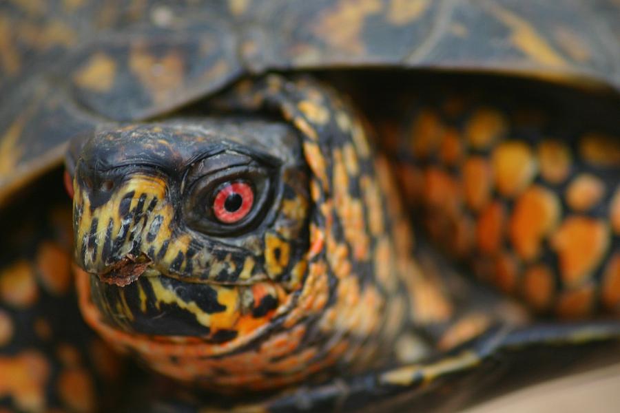 Box Turtle Male I Photograph by Shawna Dockery - Fine Art America