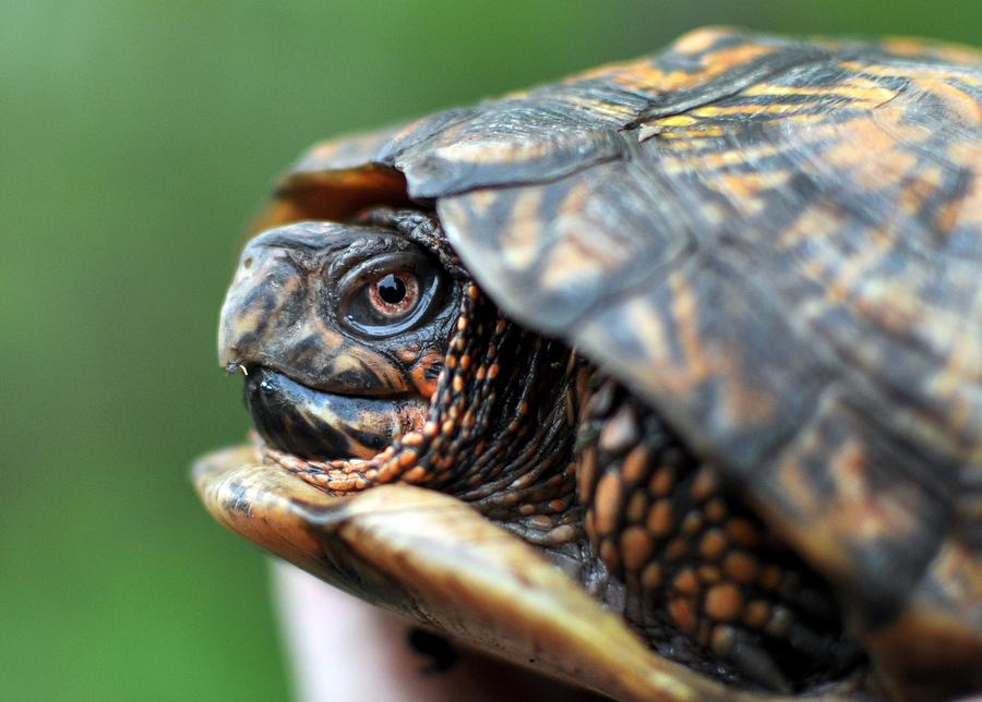 Box Turtle Photograph by Mike Quinn | Fine Art America