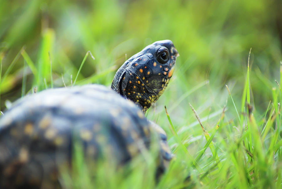 Box turtle on the move Photograph by Kevin Batchelor Photography - Pixels