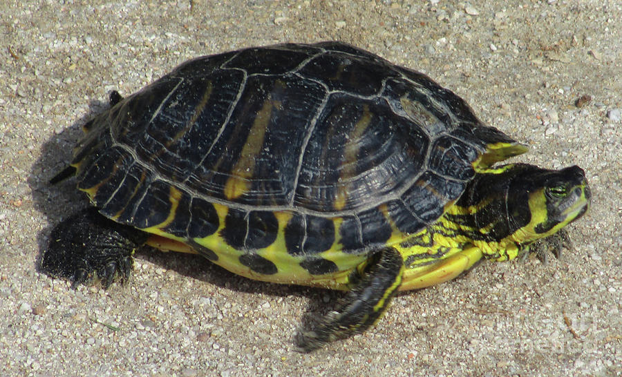 Box Turtle Photograph by Randall Weidner - Fine Art America