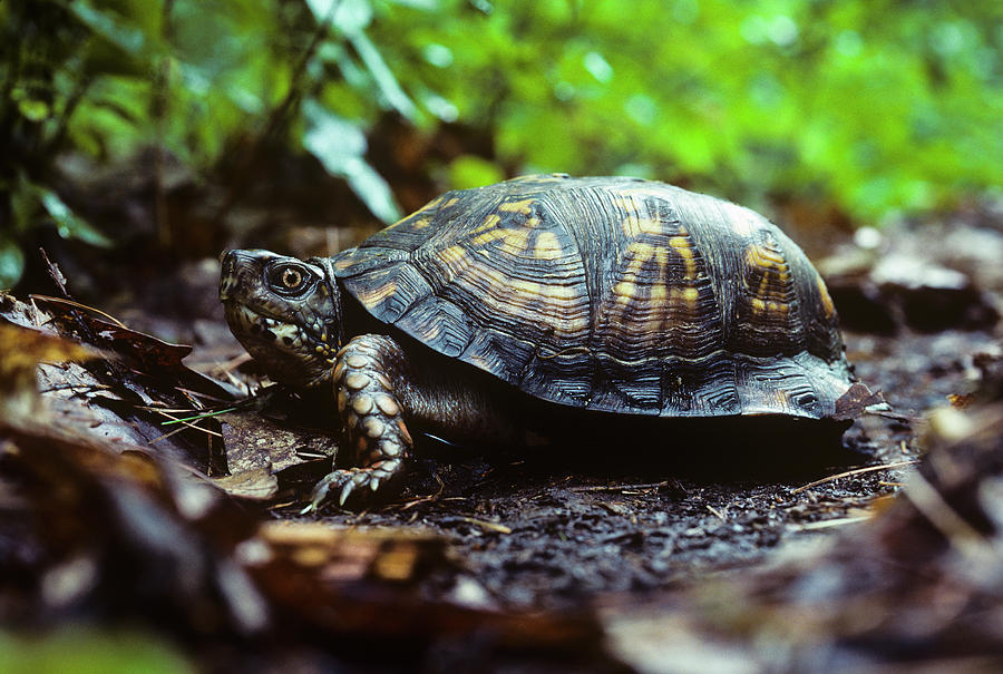 Box turtle Photograph by Robert Potts