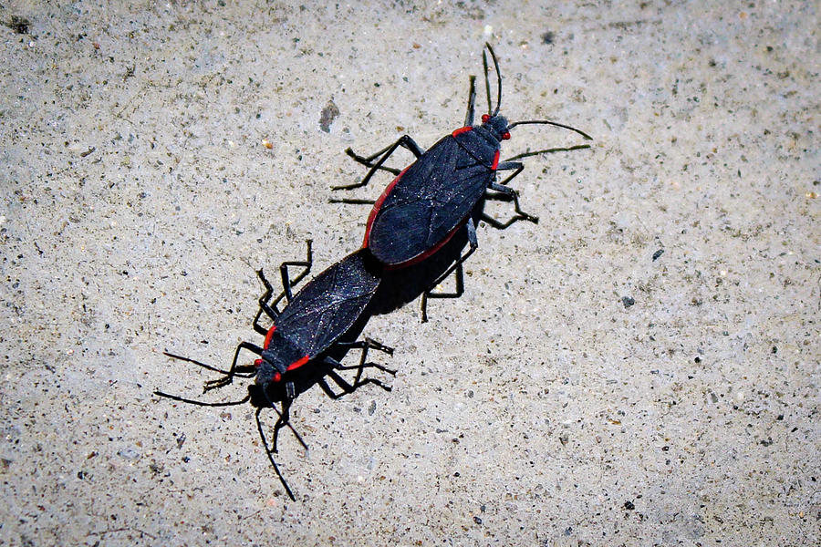 Boxelder Bugs Photograph by Alison Frank
