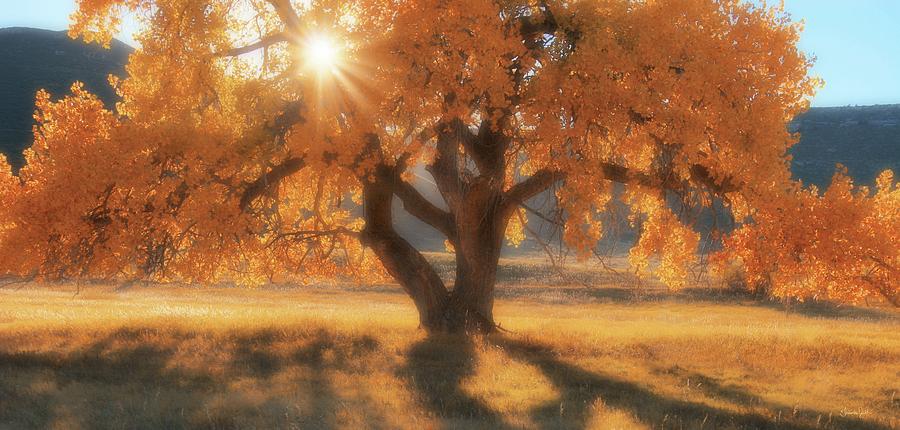 Boxelders Autumn Tree Photograph by Amanda Smith