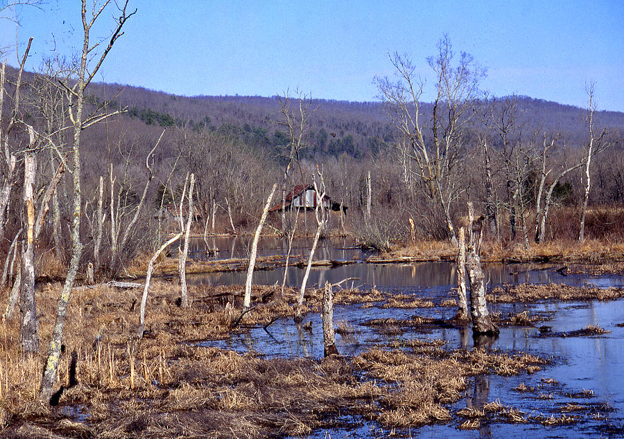 Boxely Swamp2 Photograph by Curtis J Neeley Jr
