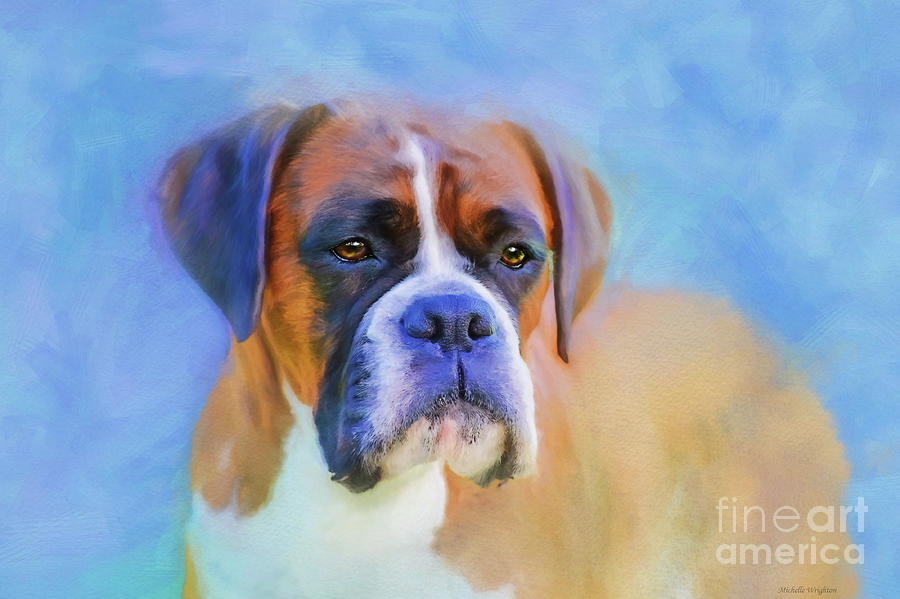 Boxer Blues Photograph by Michelle Wrighton