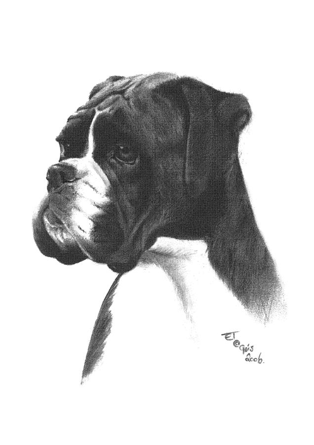 Boxer dog Drawing by Ed Teasdale