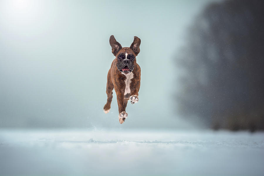 Boxer Dog In Action Photograph