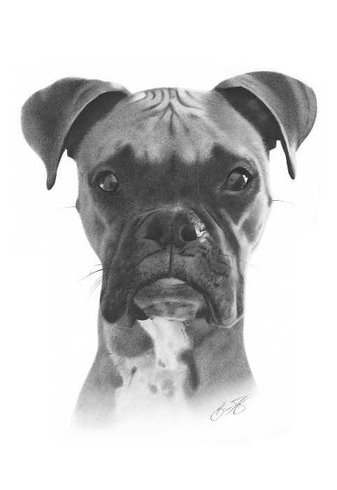 Boxer Dog Pencil Drawing Drawing by Brian Duey