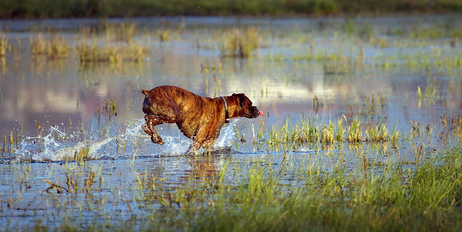 Boxer dog playing in the water Photograph by Elenarts - Elena Duvernay photo