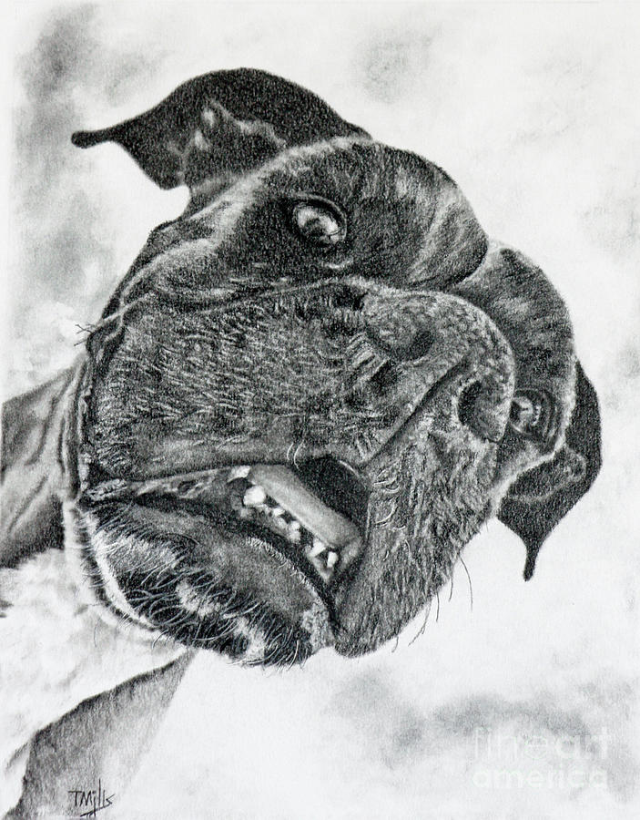 Boxer Dog Drawing by Terri Mills