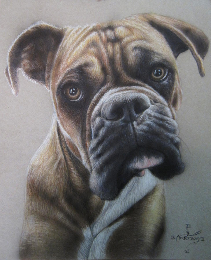 Dog Drawing - Boxer portrait by Jonathan Anderson