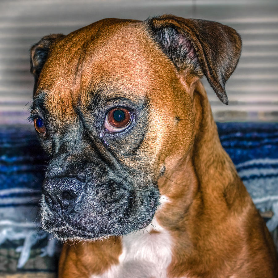 Boxer Portrait Photograph by Rob Sellers