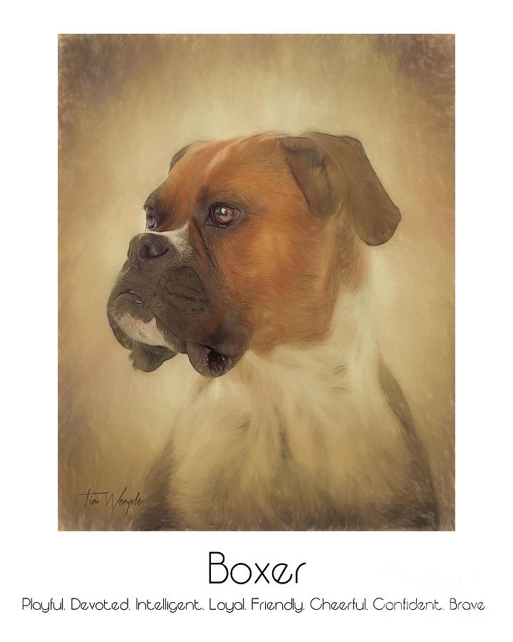 Boxer Poster Digital Art by Tim Wemple