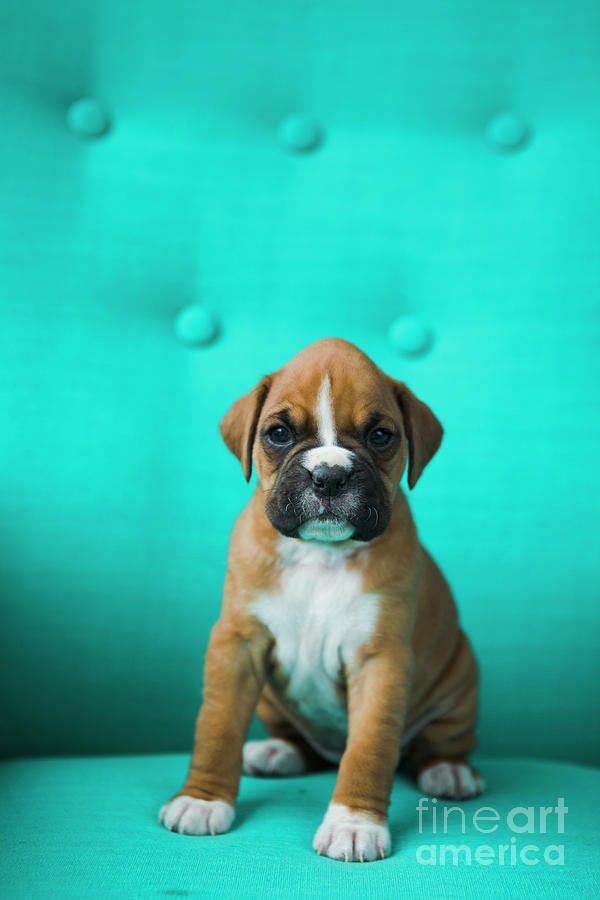 Boxer Puppy Photograph