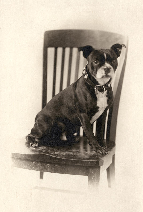 Dog Photograph - Boxer Sitting on a Chair by Unknown
