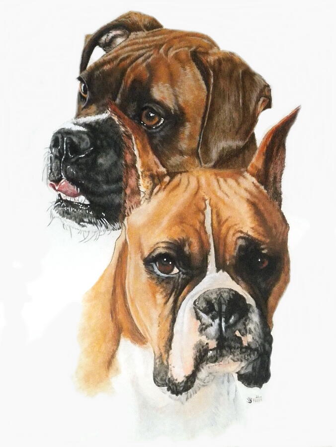 watercolor boxer dog