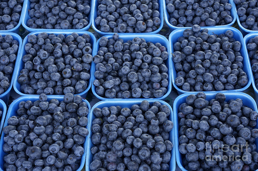 Boxes of Blueberries Photograph by John  Mitchell