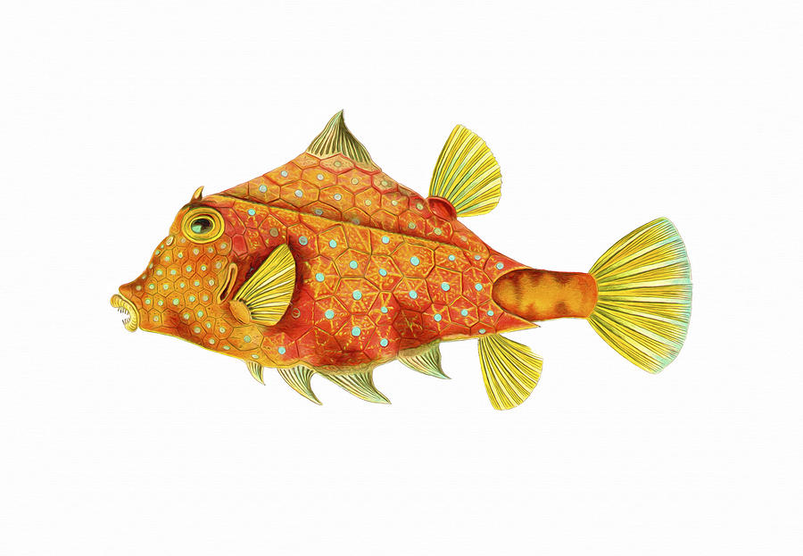 Fish Painting - Boxfish by David Wagner