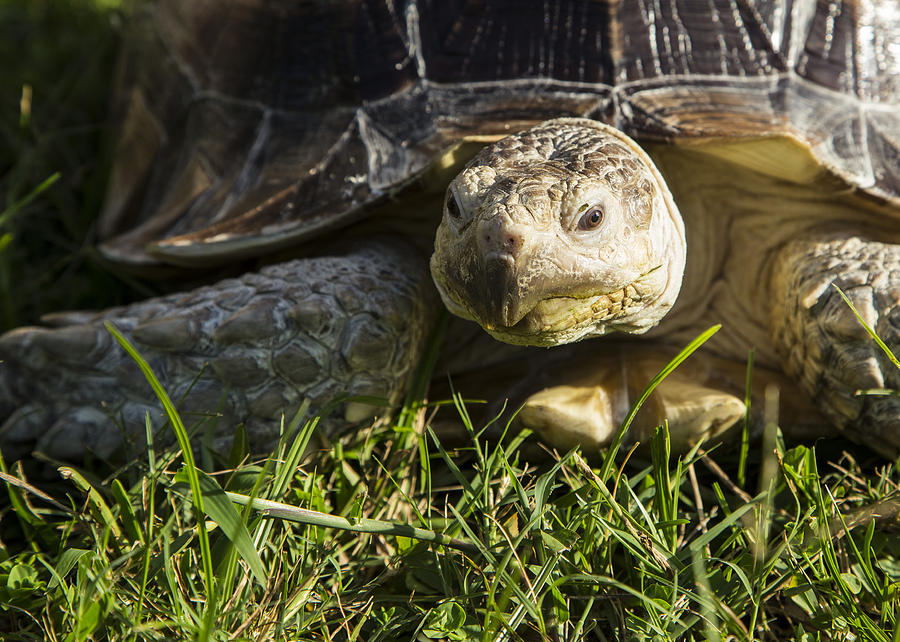 Boxy the tortoise Photograph by John Bainter - Fine Art America