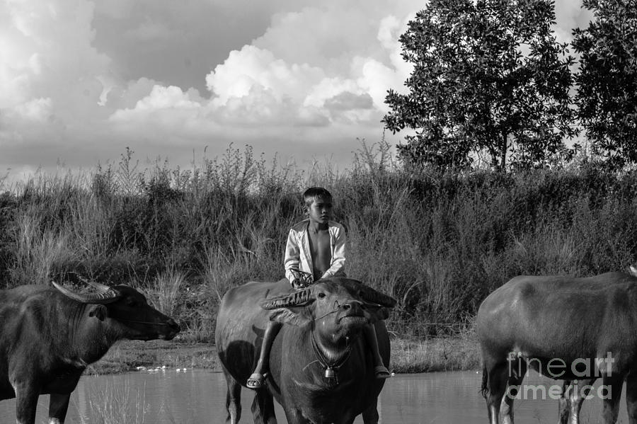 Boy And Cows Photograph by Arik S Mintorogo
