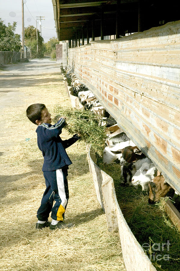 Boy Feeding Goats Photograph by Inga Spence