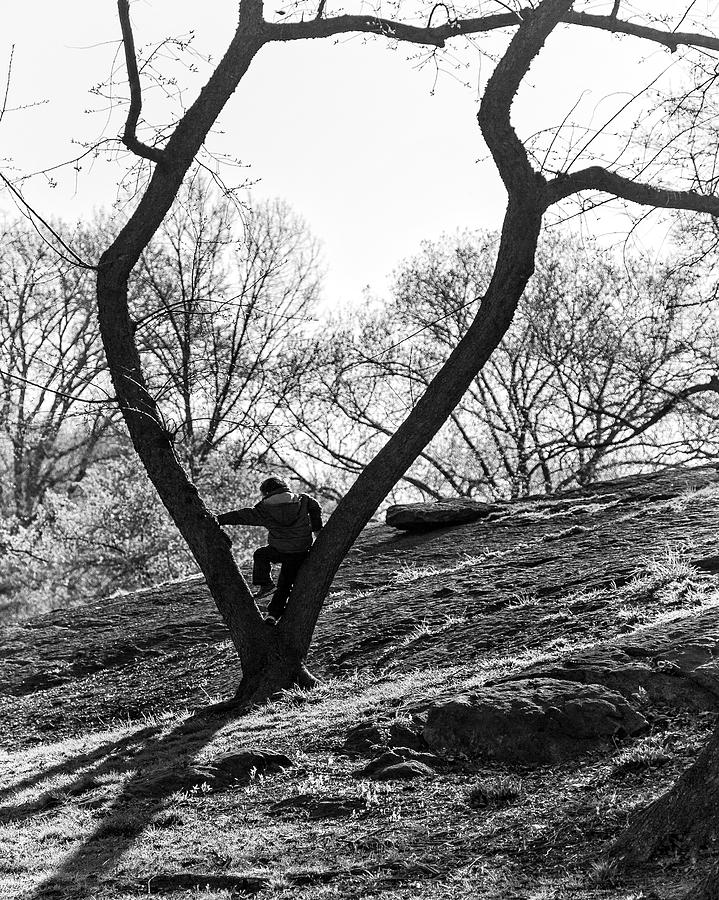 Boy in Tree Photograph by Alan Raasch