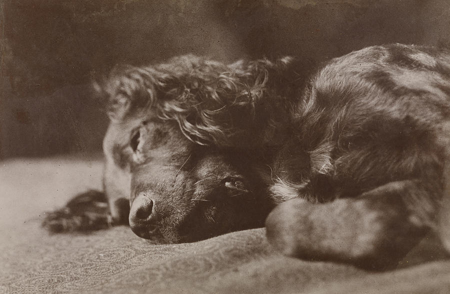Dog Photograph - Boyce, Portrait of a Setter Dog by Thomas Eakins
