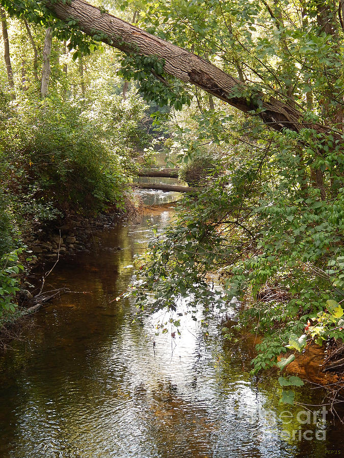 Boyden Creek Photograph by Phil Perkins