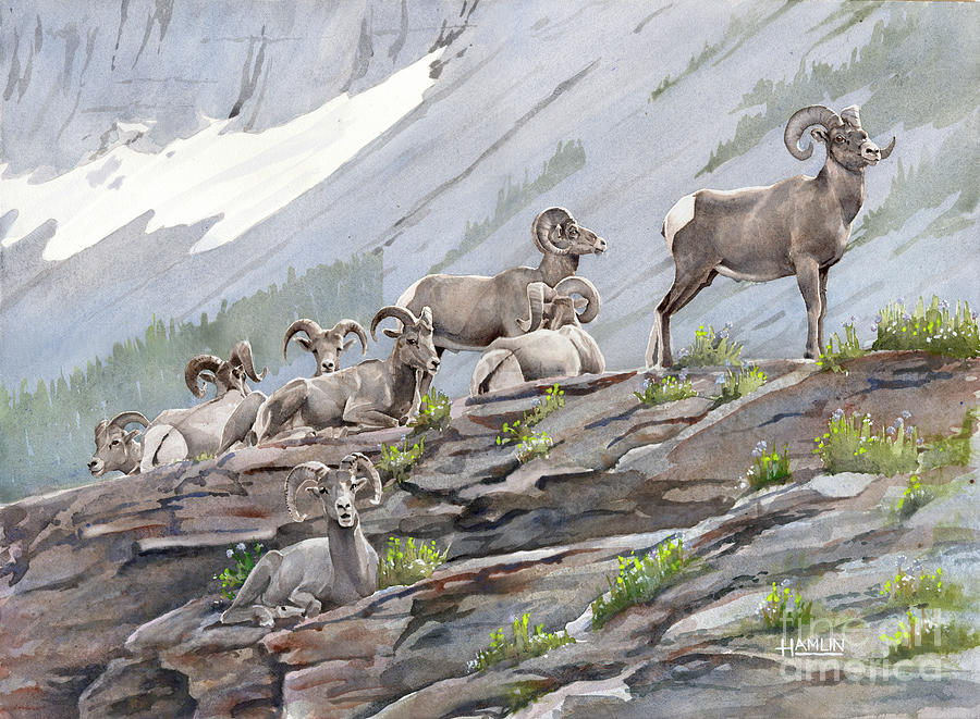 Boys Club-Bighorn Sheep Painting by Steve Hamlin