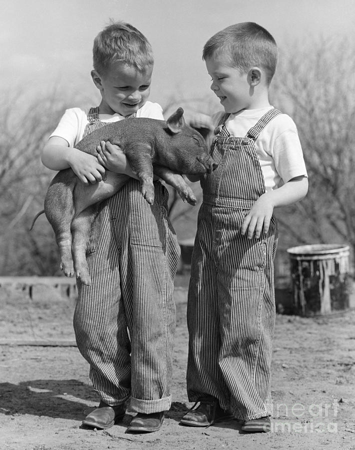 Animal Photograph - Boys Holding Piglet, C.1950s by B Taylor ClassicStock