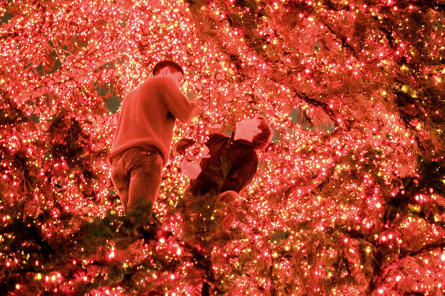 Boys in the Christmas Tree 2 Photograph by Bonnie Follett