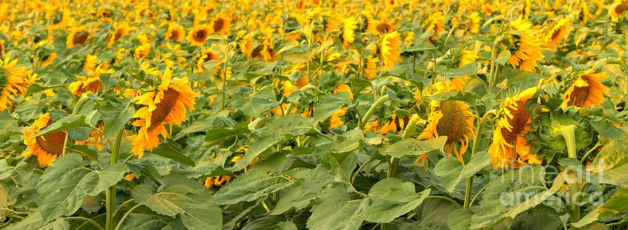 Bozeman Sunflower Fields Photograph by Adam Jewell