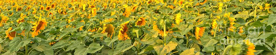 Sunflowers Photograph - Bozeman Sunflower Panorama by Adam Jewell