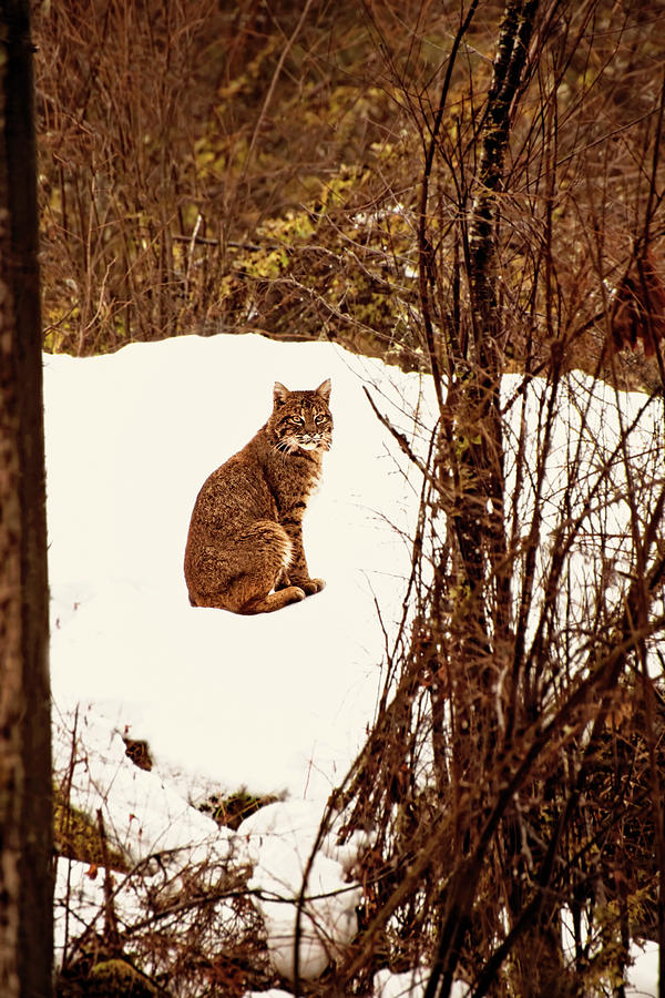 Bobcat in Snow Photograph by Peggy Collins