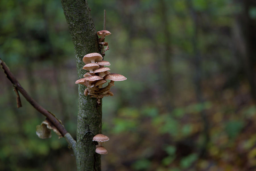 Bracket Fungi Photograph by Andreas Levi