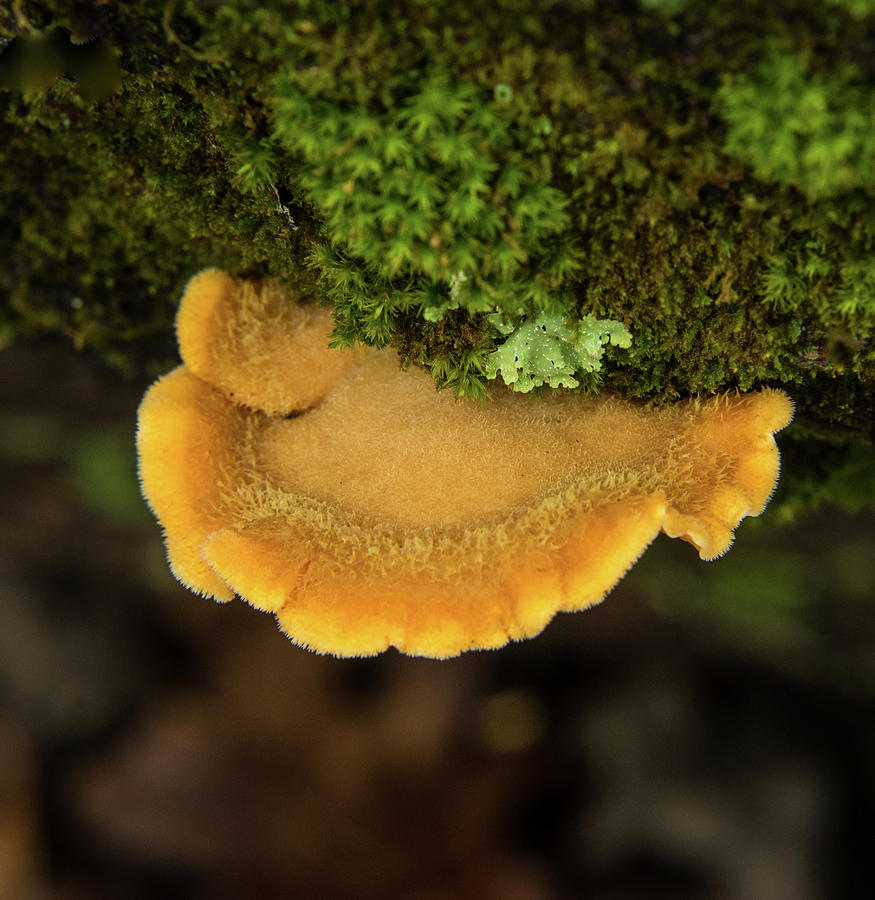 Bracket Fungi Growing from Mound of Moss Photograph by Douglas Barnett