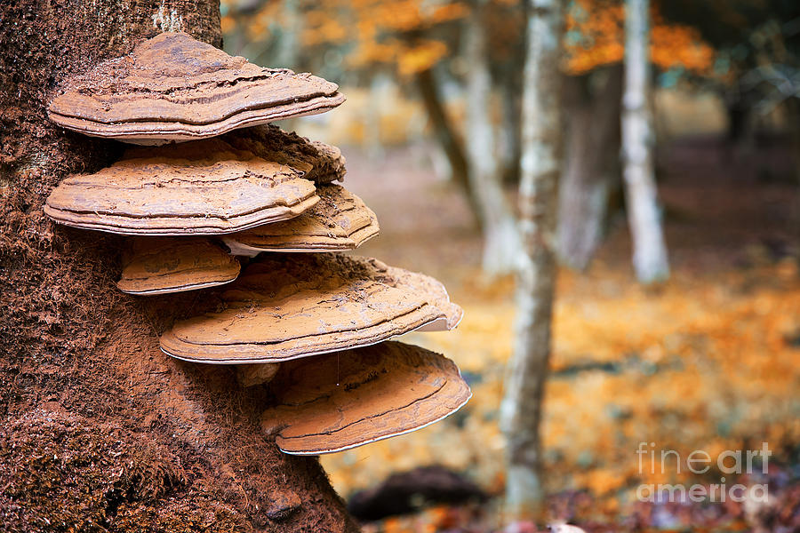 Bracket fungus on beech tree Photograph by Jane Rix