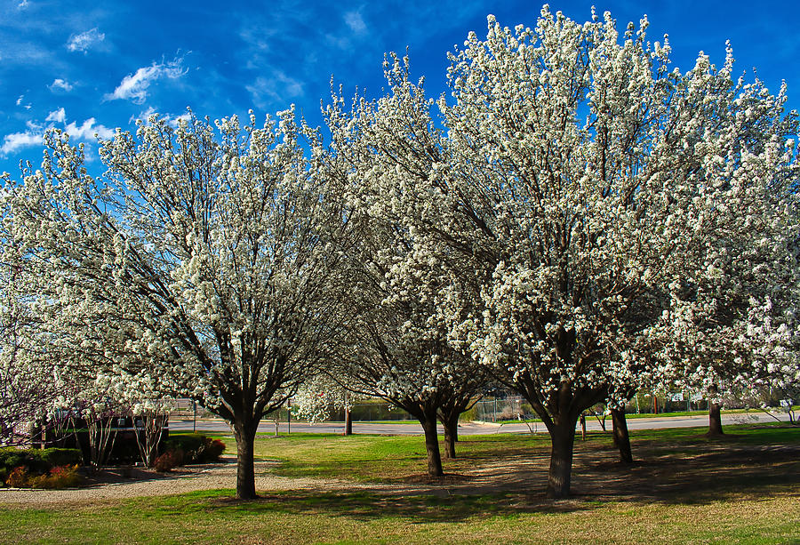 Bradford Flowering Pear Tree Photograph