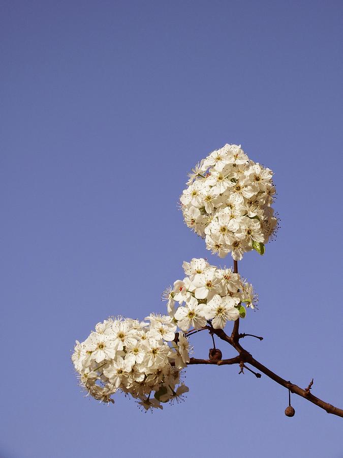 Bradford Pear blooms 2 Photograph by Andrew Rhine