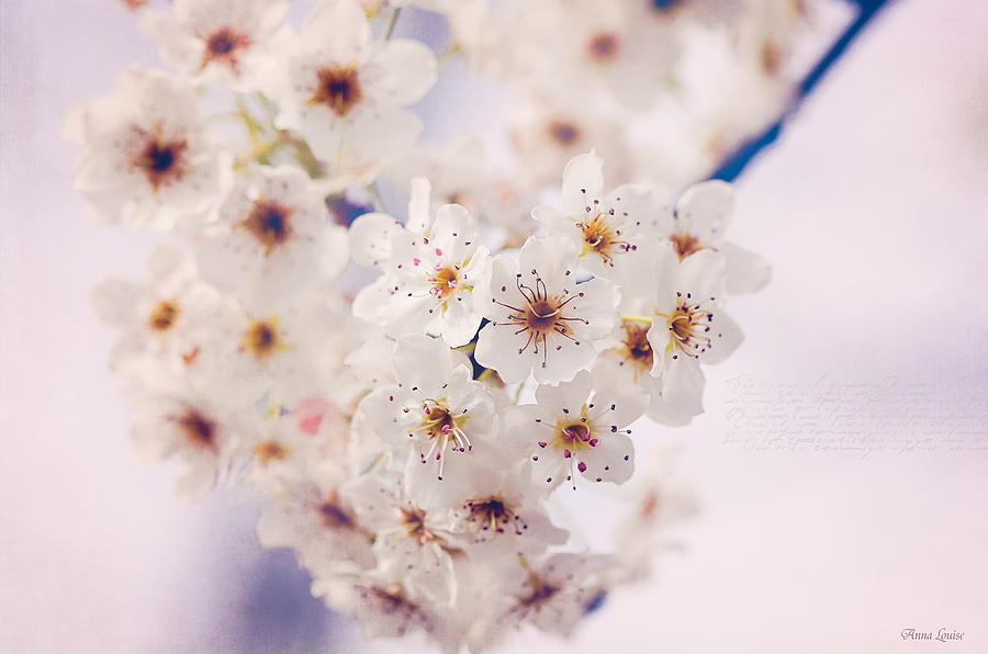 Bradford Pear Blossoms Photograph by Anna Louise